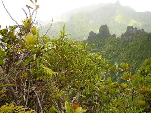 鷄骨常山屬的圖片