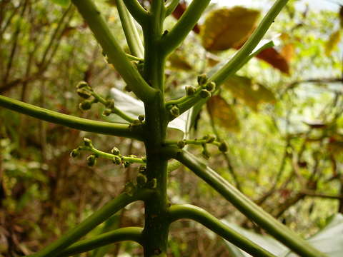 Image of Claoxylon taitense Müll. Arg.