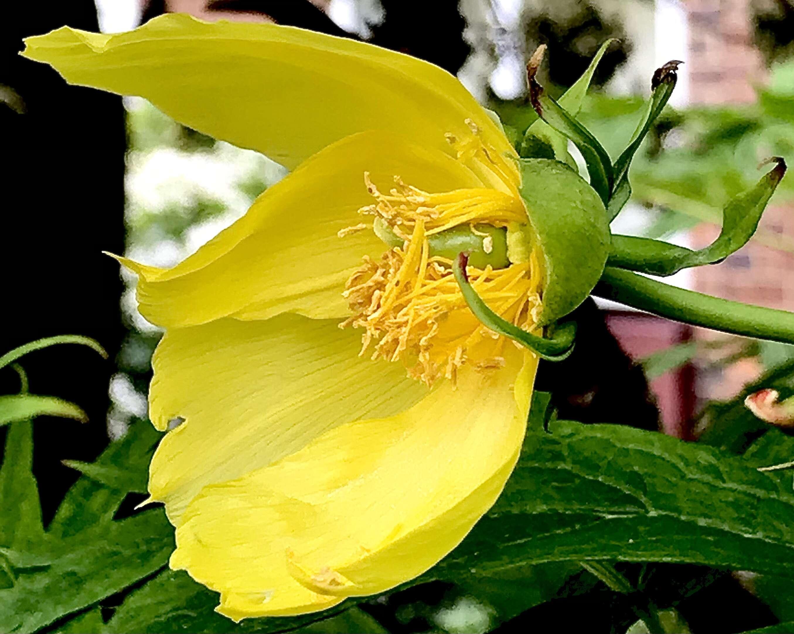 Image of peony family