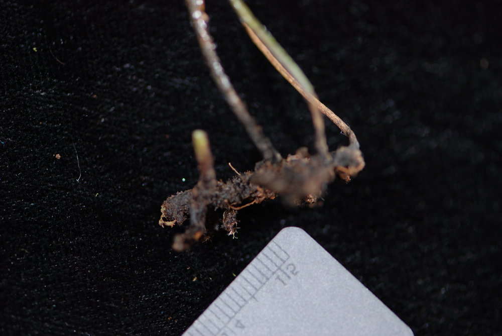 Image of Trichomanoideae