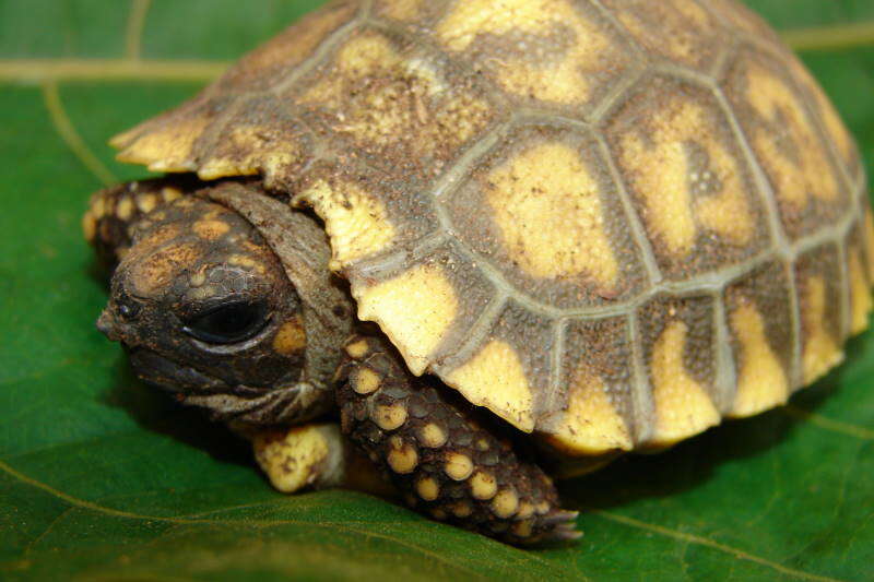 Image of Yellow-footed Tortoise