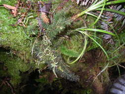 Image of filmy-ferns