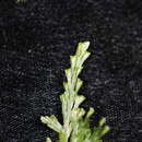 Image of tiny bristle fern