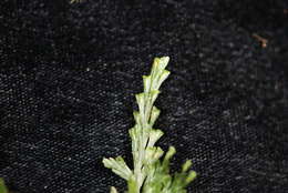 Image of Hymenophyllales