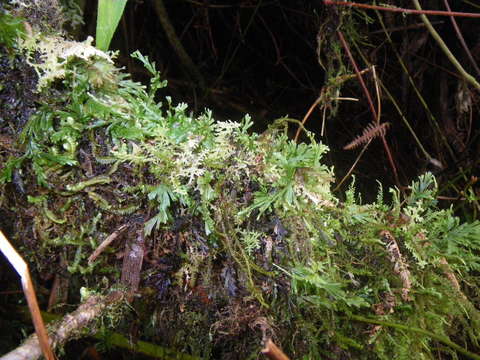 Image of Hymenophyllales