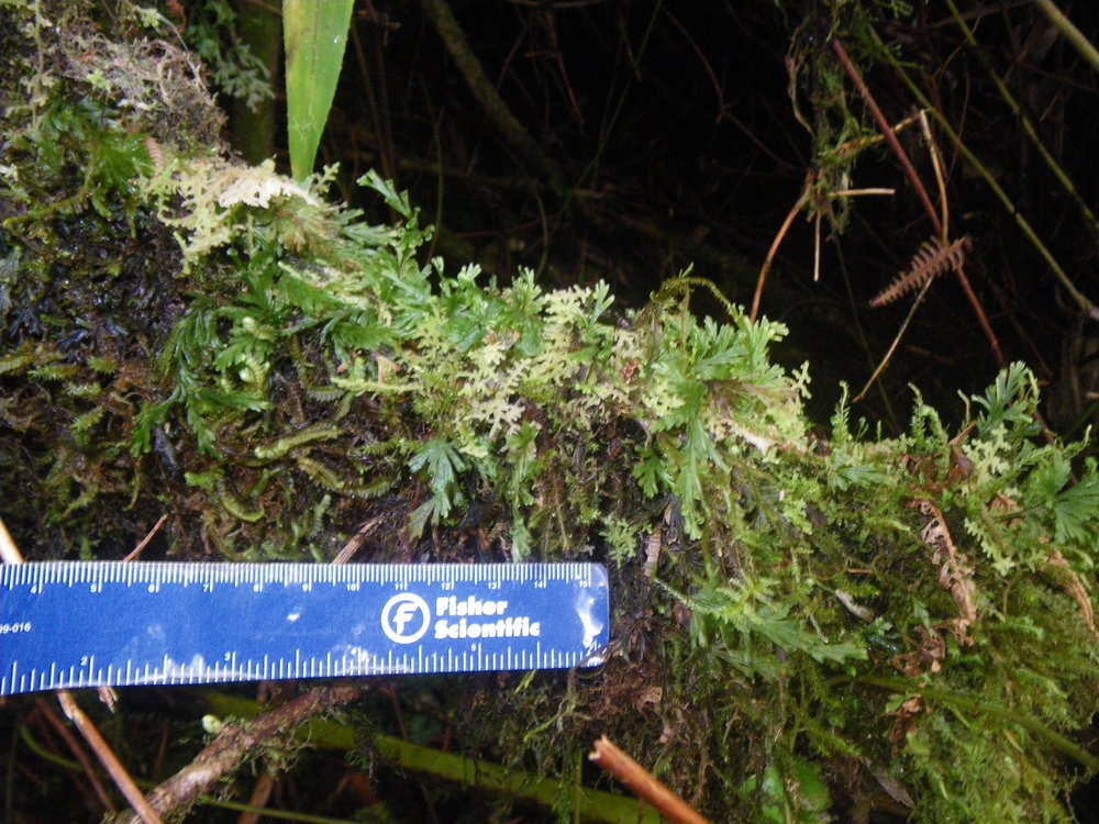 Image of Hymenophyllales