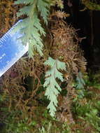 Image of filmy fern