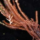 Image of Dasygrammitis purpurascens (Nadeaud) Parris