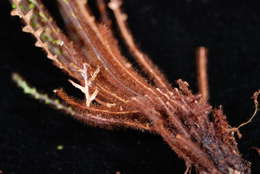 Image of Dasygrammitis purpurascens (Nadeaud) Parris