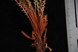 Image of Dasygrammitis purpurascens (Nadeaud) Parris