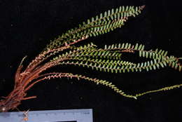 Image of Dasygrammitis purpurascens (Nadeaud) Parris