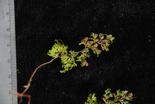 Image of Hymenophyllales