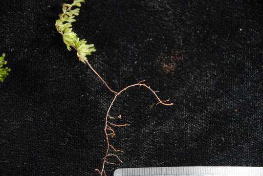 Image of Hymenophyllales