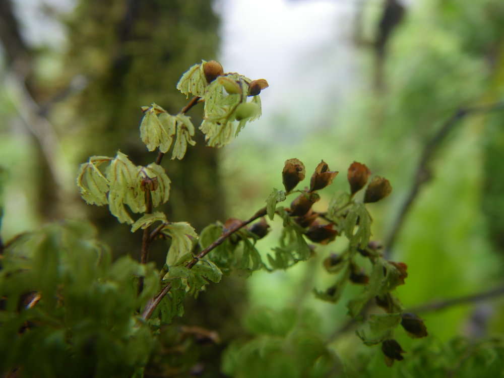 Imagem de Hymenophyllales