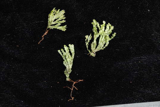 Image of Hymenophyllales