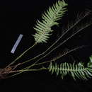 Plancia ëd Austroblechnum raiateense (J. W. Moore) Gasper & V. A. O. Dittrich