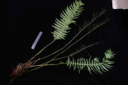 Imagem de Austroblechnum raiateense (J. W. Moore) Gasper & V. A. O. Dittrich