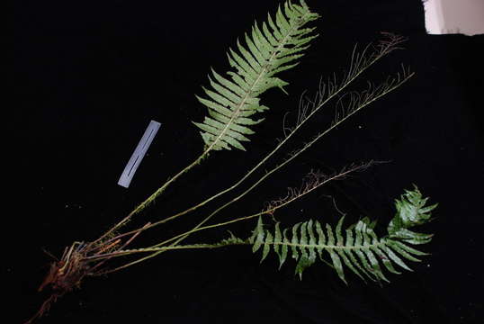 Plancia ëd Austroblechnum raiateense (J. W. Moore) Gasper & V. A. O. Dittrich