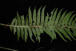 Image of Austroblechnum raiateense (J. W. Moore) Gasper & V. A. O. Dittrich