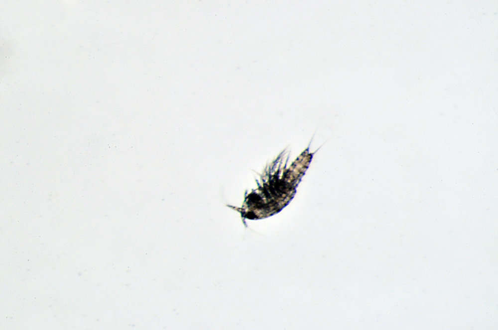 Слика од Canthocamptidae Brady 1880
