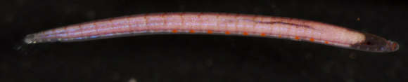 Image of Sedentary and Tube-dwelling Bristleworms