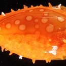 Image of Cuming's Cowry