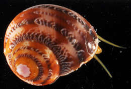 Image of turban snail