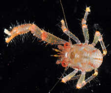 Image of Galathea spinosorostris Dana 1852