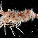 Image of Saron shrimp