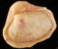 Image of Corbulidae Lamarck 1818