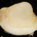 Image of <i>Varicorbula rotalis</i>