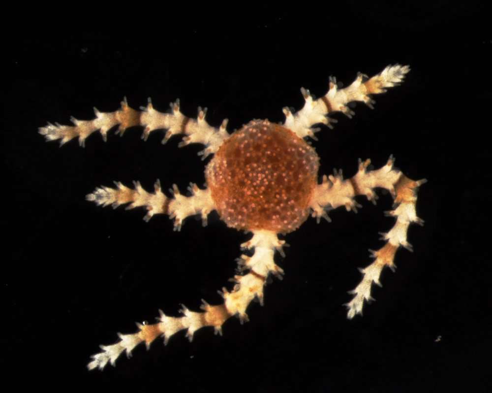 Image of "Starfish, brittle stars, and basket stars"