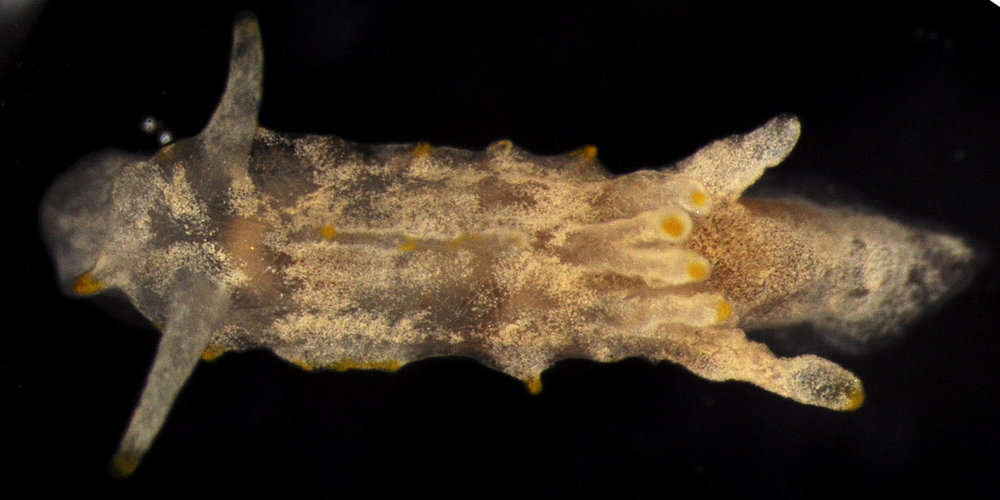 Plancia ëd Euctenidiacea