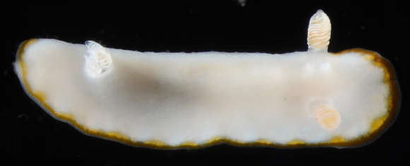 Image of Goniobranchus Pease 1866
