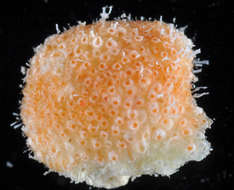 Image of Bryozoan