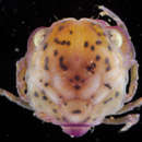 Image of convex reef crab