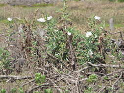 Image of Hawaiian prickly poppy