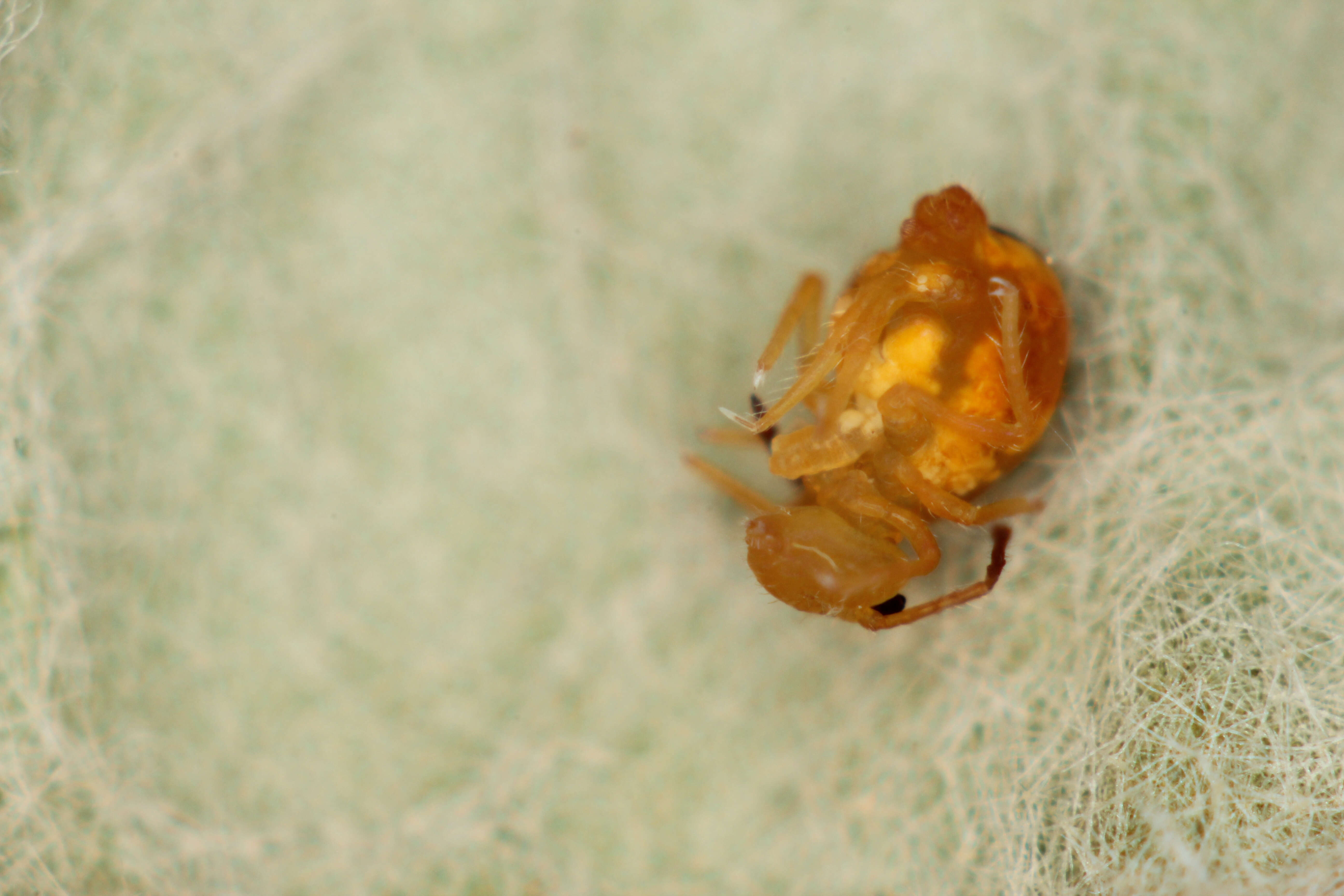 Image of Dicyrtomina minuta (Fabricius O 1783)