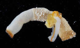 صورة Aspidosiphonida