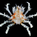 Image of candy crab