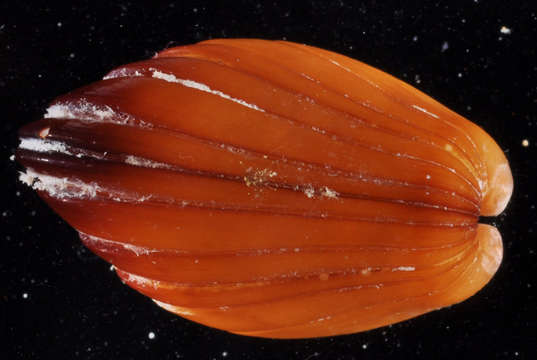 Image of Mytiloidea