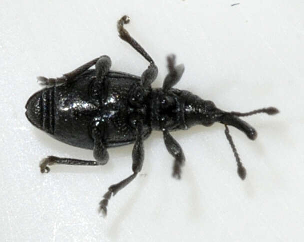 Image of Ceratapion onopordi