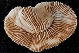 Image of Pleuractis Verrill 1864