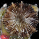Image of Trochocyathus (Trochocyathus) maculatus Cairns 1995