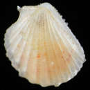 Image of Disco clam