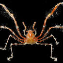 Image of Decorator spider crab