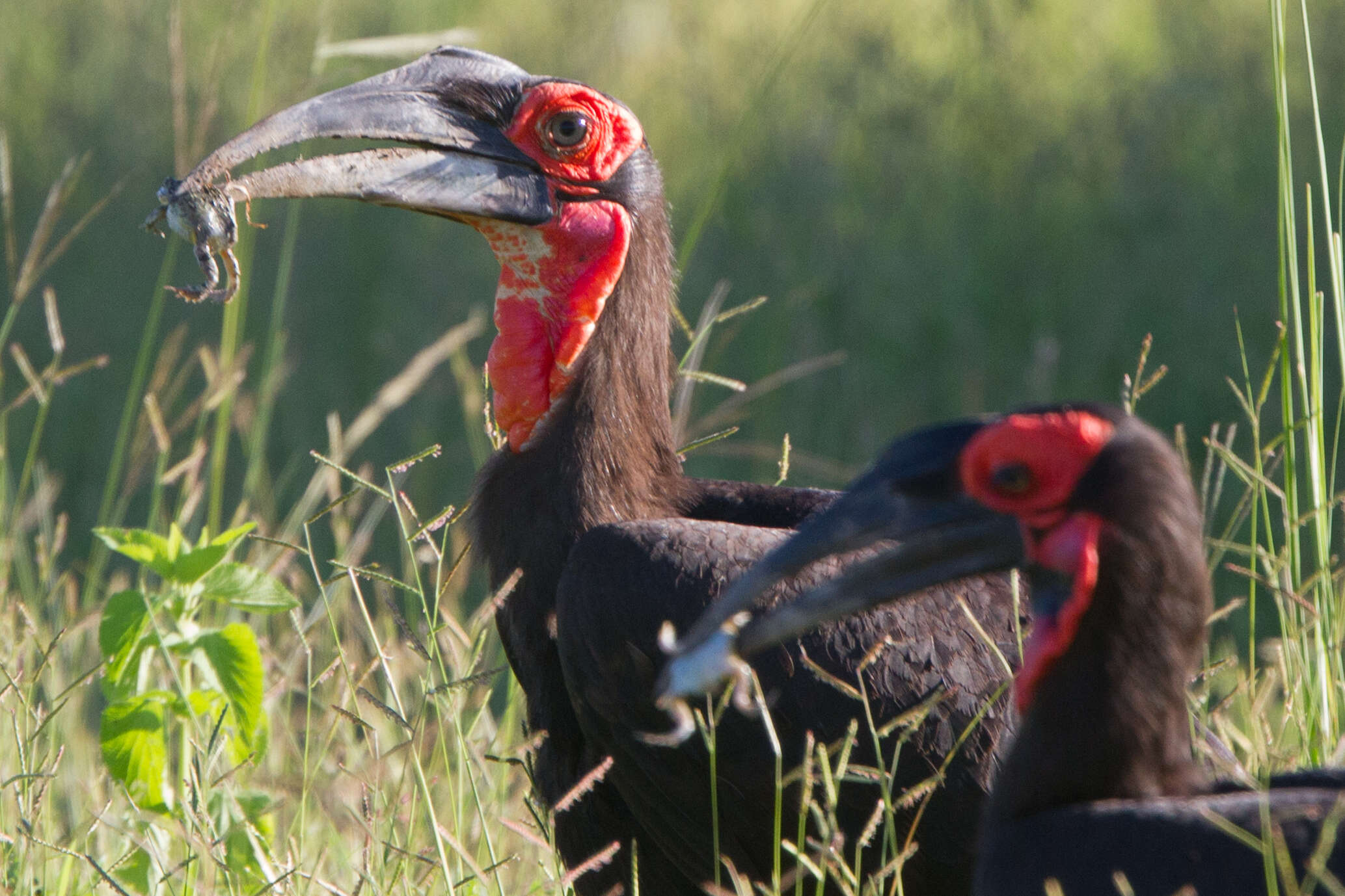 Image of Southern Ground Hornbill