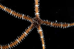 Image of black brittle star