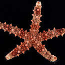 Image of Orange spot sea star