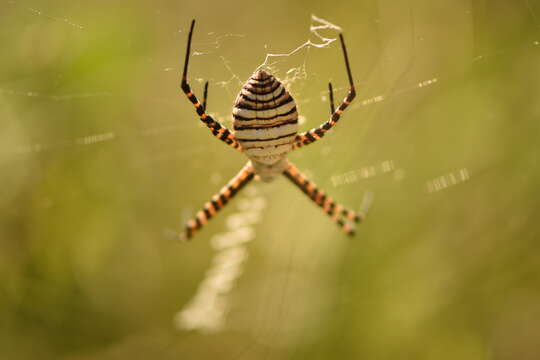 Image of Banded Argiope